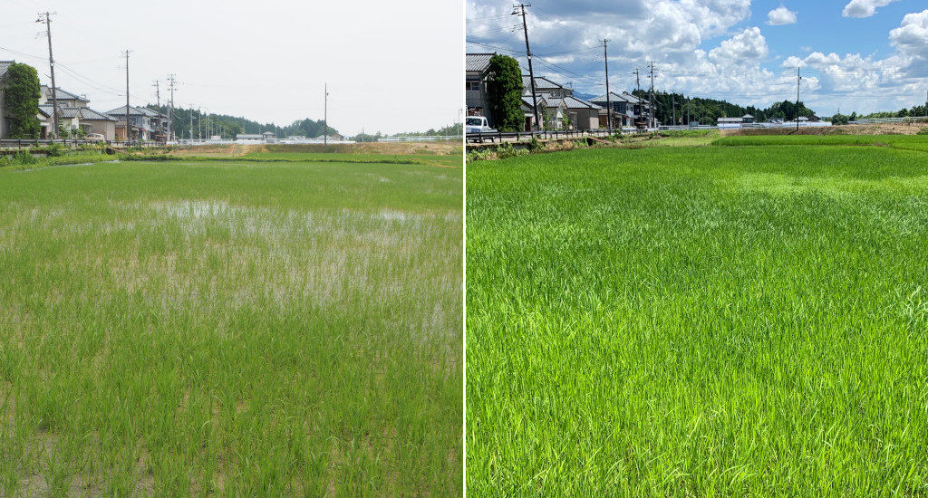播種43日後(左：6/22撮影)・播種59日後（右：7/8撮影）の緑が濃くなってきたリゾケアXLの圃場