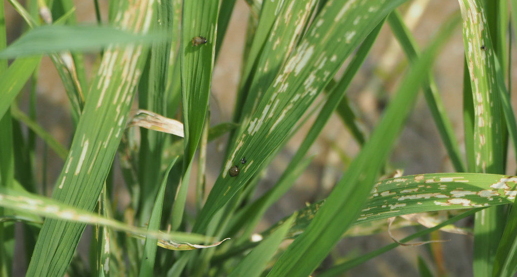 イネドロオイムシの加害をうけ、生育が阻害された周辺圃場の稲