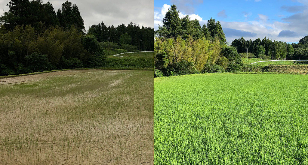 セミナーで紹介されたドローン播種した福島の試験事例。時間の経過とともにしっかりと緑に覆われている。品種：天のつぶ　左：播種25日後、右：播種57日後