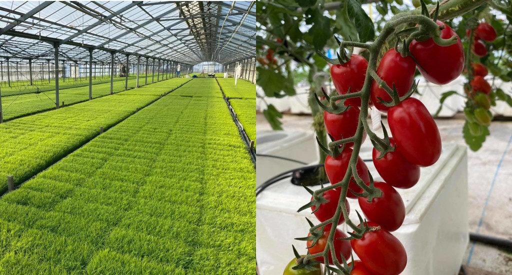 岡本農園の育苗ハウス（左）と夏季に同じハウスで生産しているトマト（右）