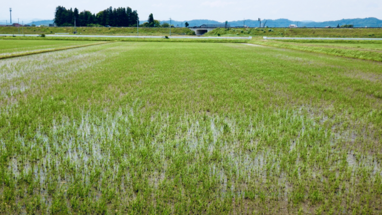 ドローンにより播種された「リゾケアXL」の苗立ちが広がる圃場