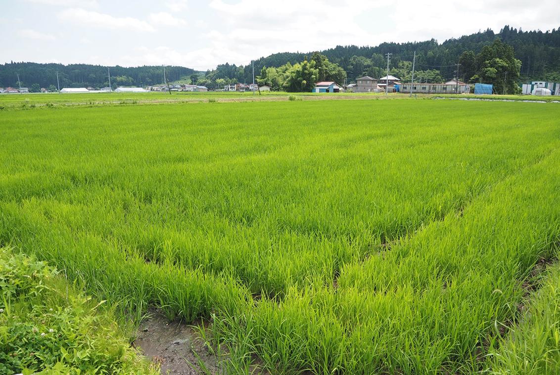 ドローンで播種したひとめぼれの圃場。乗用播種機での播種と比べても遜色はない