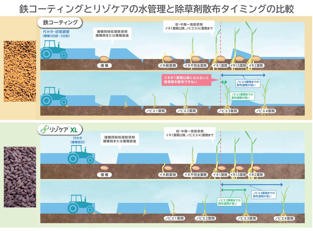 鉄コーティングとリゾケアの水管理と除草剤散布タイミングの比較